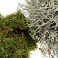 Floristik24 Mistura decorativa de musgo natural, verde 500g