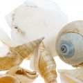 Floristik24 Conchas decorativas de caracóis Natureza dos caracóis do mar Decoração marítima 350g