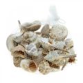 Floristik24 Conchas decorativas e conchas de caracol vazias brancas, marítimas decorativas naturais 350g