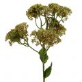 Floristik24 Ramo decorativo sedum planta verde 58 cm