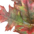 Floristik24 Ramo decorativo outono folhas decorativas folhas de carvalho vermelho, verde 100 cm