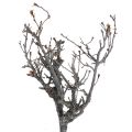 Floristik24 Ramos decorativos bonsai ramos decorativos de madeira 15-30cm 650g