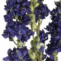 Floristik24 Delphinium seco, floricultura seca, azul delphinium L64cm 25g
