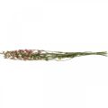 Floristik24 Flor seca delphinium, Delphinium rosa, floricultura seca L64cm 25g
