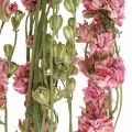 Floristik24 Flor seca delphinium, Delphinium rosa, floricultura seca L64cm 25g