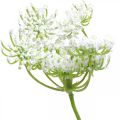 Floristik24 Floração de endro, planta artificial, ervas artificiais verde, branco L80cm
