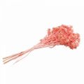 Floristik24 Ramo de deco de cardo seco Flores secas rosa empoeiradas 100g