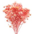 Floristik24 Ramo de deco de cardo seco Flores secas rosa empoeiradas 100g