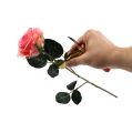 Floristik24 Removedor de espinho de rosa com faca