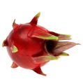 Floristik24 Fruta do dragão 15cm vermelha 1p