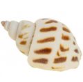 Floristik24 Conchas reais decoração de conchas de caracol, concha de madrepérola Capiz 400g