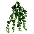 Floristik24 Ivy gavinha verde 70cm