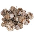 Floristik24 Bolotas, produto natural para decoração, pintadas de branco, 1-3cm, 300g