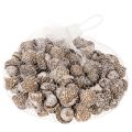 Bolotas, produto natural para