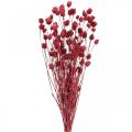 Floristik24 Flores secas Cardo Seco Vermelho Morango Cardo Cor 100g