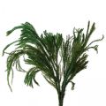 Floristik24 Erika musgo decorativo verde musgo decoração natural seca 20-35cm 400g