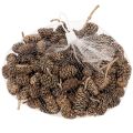 Pinhas de amieiro, produto