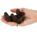 Pinhas de amieiro naturais, soltas, para decoração, 3cm, 300g, marrom natural. | Floristik24.pt