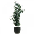 Floristik24 Eucalipto em vaso planta artificial Decoração de plantas artificiais H87cm