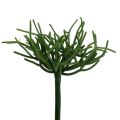Floristik24 Euphorbia pick verde 19 cm 4 unidades