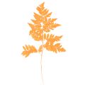 Floristik24 Folhas de samambaia secas e preservadas para arranjos florais e decoração de outono, 42 cm, 10 peças