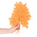 Folhas de samambaia secas e preservadas para arranjos florais e decoração de outono, 42 cm, 10 peças | Floristik24.pt