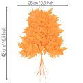 Folhas de samambaia secas e preservadas para arranjos florais e decoração de outono, 42 cm, 10 peças | Floristik24.pt