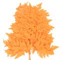 Folhas de samambaia secas e preservadas para arranjos florais e decoração de outono, 42 cm, 10 peças | Floristik24.pt