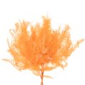 Ramo de samambaia, samambaia preservada, decoração seca para arranjos, 60 cm, 10 peças | Floristik24.pt