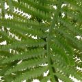 Ramo de samambaia artificial, planta verde decorativa para arranjos florais, 80 cm | Floristik24.pt