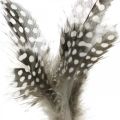 Floristik24 Penas decorativas pontilhadas na vara penas reais de galinha d&#39;angola 4-8cm 24pcs