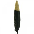 Floristik24 Penas decorativas pretas, penas reais douradas para artesanato 12-14 cm 72 unidades