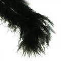 Floristik24 Penas pretas de pássaros reais para criar decoração de primavera 20g