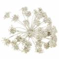 Floristik24 Ramo decorativo de erva-doce infructescence branco encerado H22cm