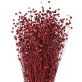 Floristik24 Linho Vermelho Bordeaux Seco para Decoração, Flores Secas L55cm 80g