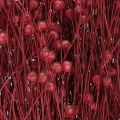 Linho Vermelho Bordeaux Seco para Decoração, Flores Secas L55cm 80g | Floristik24.pt