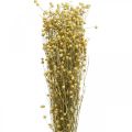 Floristik24 Linho seco, floricultura seca, linho natural cor natural L40–55cm 85g