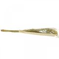 Floristik24 Linho seco, floricultura seca, linho natural cor natural L40–55cm 85g