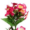 Floristik24 Chama flor rosa 72 cm