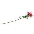 Floristik24 Chama flor rosa 72 cm