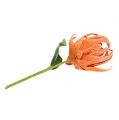 Floristik24 Flor de espuma laranja 12cm L30cm 1p
