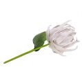 Floristik24 Flor de espuma branca, roxa 12cm L30cm 1p