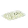Rosa de espuma Ø7,5cm creme 18 peças | Floristik24.pt