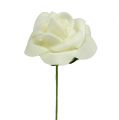 Rosa de espuma Ø3,5cm Creme 48 unidades | Floristik24.pt