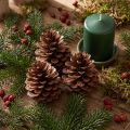 Pinhas (Pinus maritima), pinhas de pinheiro marítimo, decorativas, 12-13 cm, 3 peças | Floristik24.pt