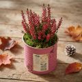 Vaso de plantas decorativo, redondo, roxo, de metal, estilo vintage, Ø8cm, A7,5cm | Floristik24.pt