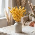 Lagurus Amarelo, Capim-veludo, Capim-rabo-de-coelho L20-50cm 25g | Floristik24.pt