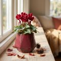 Floreira Vaso de Cerâmica Vermelho Hexagonal Ø10cm A9cm | Floristik24.pt