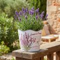 Vaso de plástico para flores verão lavanda Ø16,5cm Alt.13,5cm | Floristik24.pt
