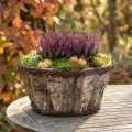 Vaso rústico para plantas com casca de bétula e trepadeiras em estilo madeira. | Floristik24.pt